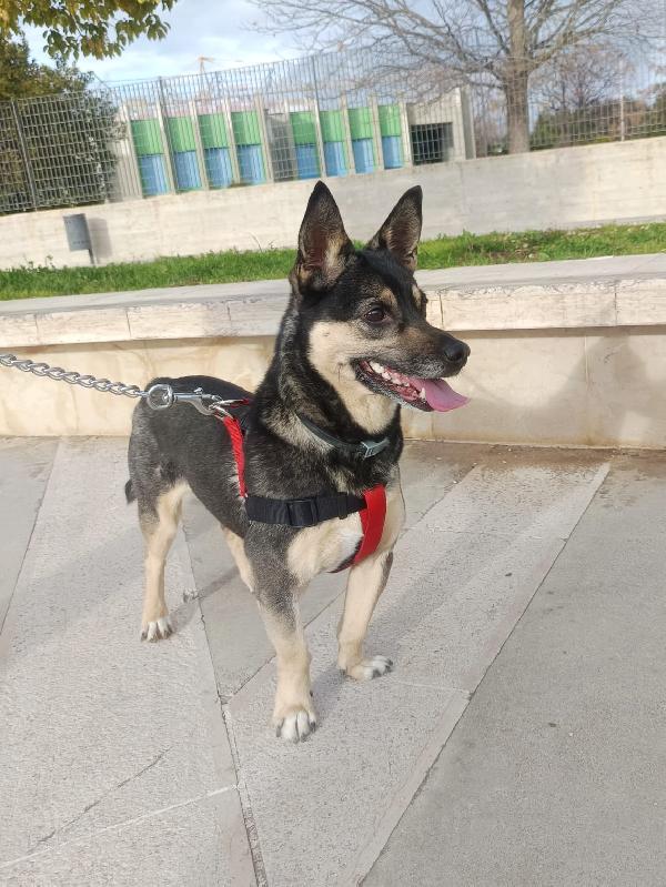 Giovane maschietto taglia medio piccola Foto 5